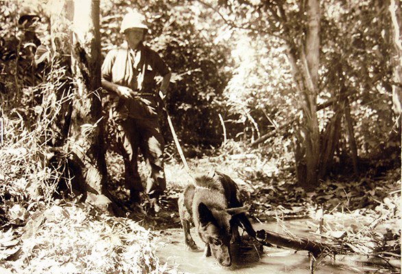 38th Scout Dog Platoon, 25th Infantry Division, handler, patrol, jungle, Operation Yellowstone